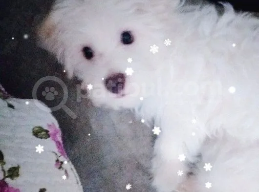 Maltese Yavru