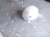 Maltese Yavru
