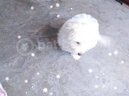 Maltese Yavru görsel