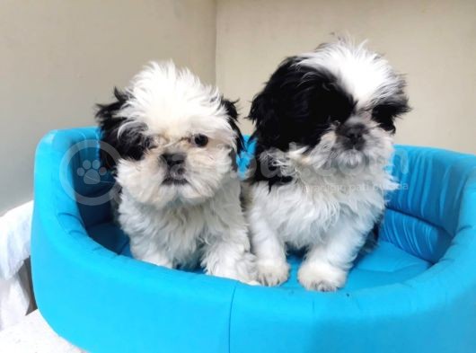 Ev Doğumlu A Kalite Shih Tzu Bebeklerimiz görsel
