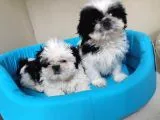 Ev Doğumlu A Kalite Shih Tzu Bebeklerimiz