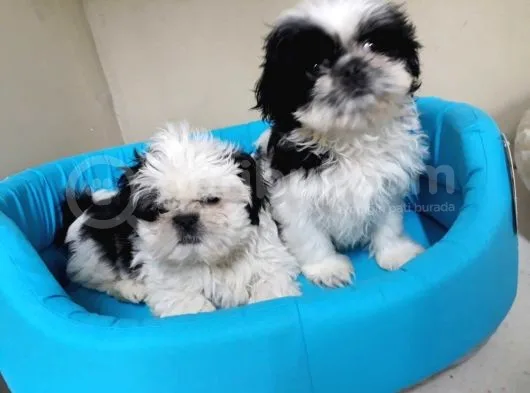 Ev Doğumlu A Kalite Shih Tzu Bebeklerimiz