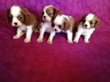 Ev Doğumlu A Kalite Cavalier King Charles Bebeklerimiz