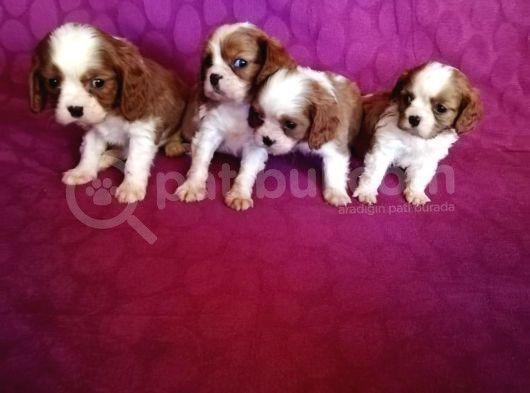 Ev Doğumlu A Kalite Cavalier King Charles Bebeklerimiz görsel