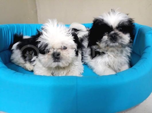 Ev Doğumlu A Kalite Shih Tzu Bebeklerimiz görsel