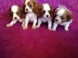 Ev Doğumlu A Kalite Cavalier King Charles Bebeklerimiz