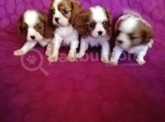 Ev Doğumlu A Kalite Cavalier King Charles Bebeklerimiz