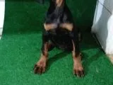 Son Dişi King Doberman