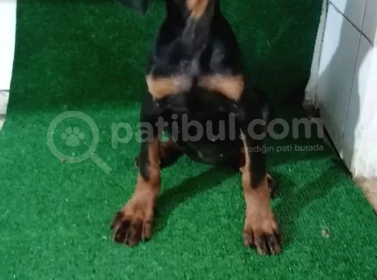 Son Dişi King Doberman