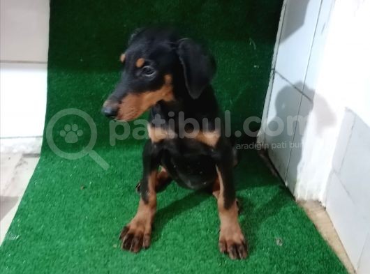 Son Dişi King Doberman görsel