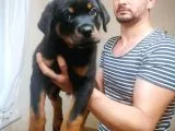 Rotweiller Bebeklerimiz