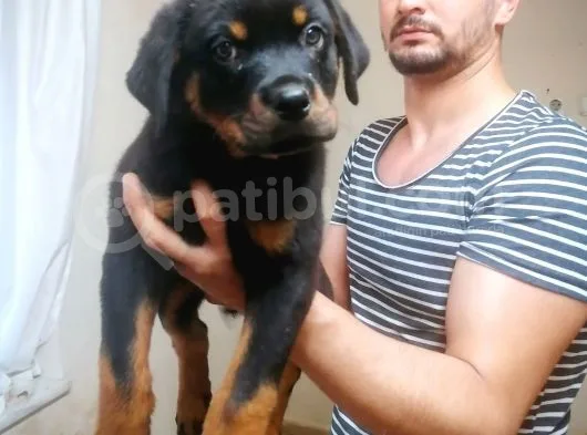 Rotweiller Bebeklerimiz