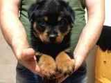 Rottweiler