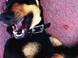 Saf Kan Doberman Köpek