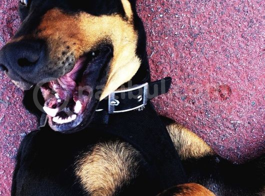 Saf Kan Doberman Köpek görsel