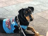 Saf Kan Doberman Köpek