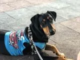 Saf Kan Doberman Köpek