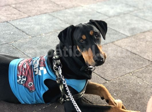 Saf Kan Doberman Köpek görsel