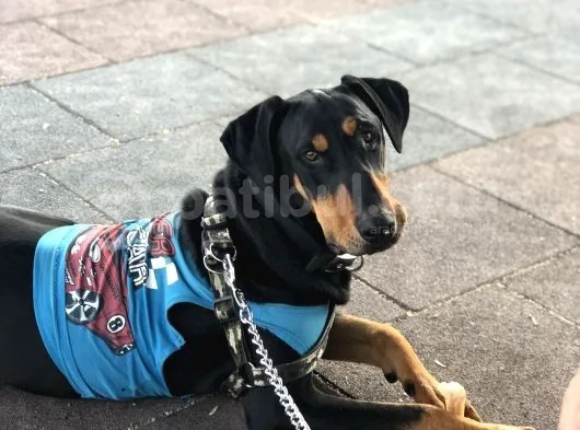 Saf Kan Doberman Köpek