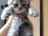 Scottish Fold Ve Scottish Straight Yavrularımız 2 Aylık Oldular Yeni Ailelerini Bekliyorlar