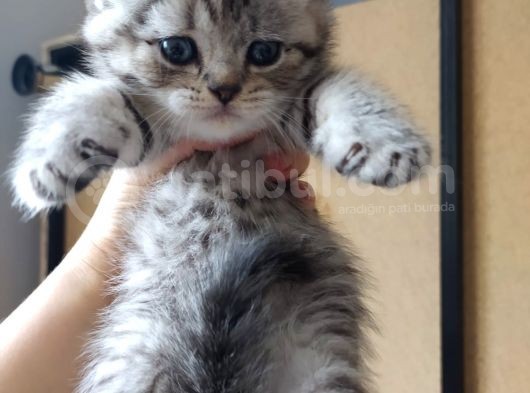 Scottish Fold Ve Scottish Straight Yavrularımız 2 Aylık Oldular Yeni Ailelerini Bekliyorlar görsel