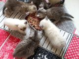 Scottish Fold Ve Scottish Straight Yavrularımız 2 Aylık Oldular Yeni Ailelerini Bekliyorlar