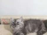 Scottish Fold ve Scottish Straight Yavrularımız 2 Aylık Oldular Yeni Ailelerini Bekliyorlar