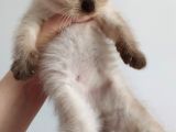 Scottish Fold Ve Scottish Straight Yavrularımız 2 Aylık Oldular Yeni Ailelerini Bekliyorlar