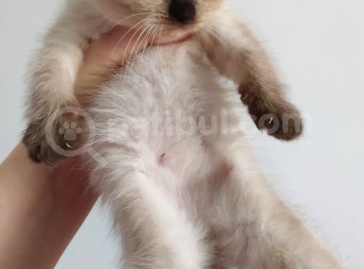 Scottish Fold Ve Scottish Straight Yavrularımız 2 Aylık Oldular Yeni Ailelerini Bekliyorlar görsel