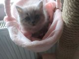 Scottish Fold Ve Scottish Straight Yavrularımız 2 Aylık Oldular Yeni Ailelerini Bekliyorlar