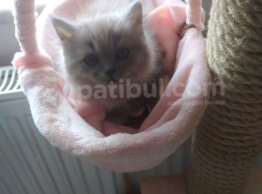 Scottish Fold Ve Scottish Straight Yavrularımız 2 Aylık Oldular Yeni Ailelerini Bekliyorlar görsel