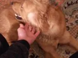 Golden İngiliz