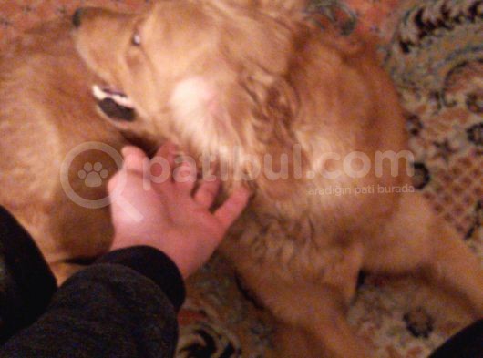 Golden İngiliz görsel