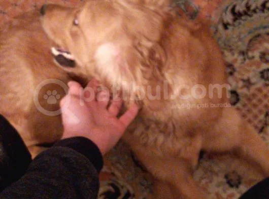 Golden İngiliz