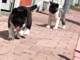 Orjinal Akita Bebekleri