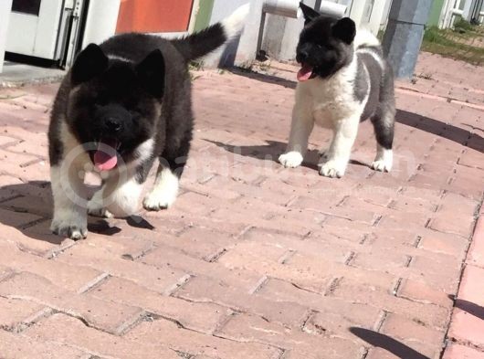 Orjinal Akita Bebekleri görsel