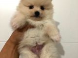 Orjinal Pomeranian Boo Bebekleri