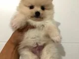 Orjinal Pomeranian Boo Bebekleri