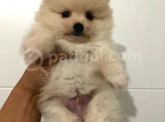 Orjinal Pomeranian Boo Bebekleri