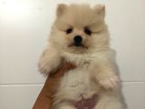 Orjinal Pomeranian Boo Bebekleri