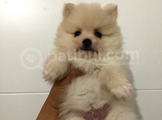 Orjinal Pomeranian Boo Bebekleri görsel