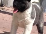 Orjinal Akita Bebekleri