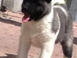 Orjinal Akita Bebekleri