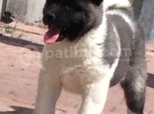 Orjinal Akita Bebekleri görsel