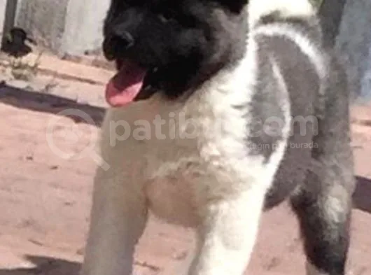 Orjinal Akita Bebekleri