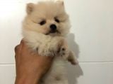 Orjinal Pomeranian Boo Bebekleri
