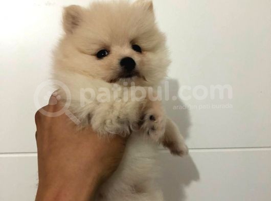Orjinal Pomeranian Boo Bebekleri görsel