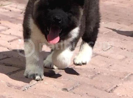 Orjinal Akita Bebekleri görsel