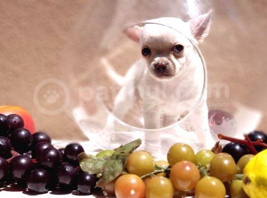 Orjinal Chihuahua(Şiava) Bebekleri görsel