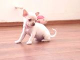 Orjinal Chihuahua(Şiava) Bebekleri